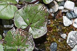 Huflattich (Tussilago farfara) (F189678) Huflattich (Tussilago farfara) (F189678)