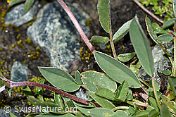 Alpen-Wundklee (Anthyllis vulneraria ssp. alpestris) (F189779)