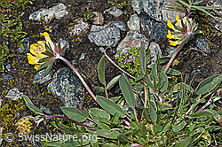 Alpen-Wundklee (Anthyllis vulneraria ssp. alpestris) (F189780)