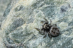 Foto: Attulus longipes (Springspinne)