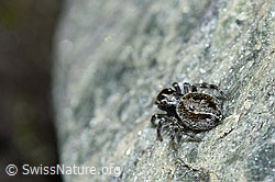 Foto: Attulus longipes (Springspinne)