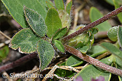 Foto: Schnee-Klee (Trifolium pratense ssp. nivale)