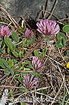 Foto: Schnee-Klee (Trifolium pratense ssp. nivale)