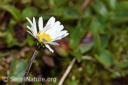 Gewöhnliche Alpenmargerite (Leucanthemopsis alpina) (F190036) Gewöhnliche Alpenmargerite (Leucanthemopsis alpina) (F190036)