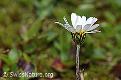 Gewöhnliche Alpenmargerite (Leucanthemopsis alpina) (F190037) Gewöhnliche Alpenmargerite (Leucanthemopsis alpina) (F190037)