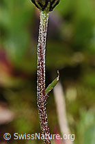 Gewöhnliche Alpenmargerite (Leucanthemopsis alpina) (F190038) Gewöhnliche Alpenmargerite (Leucanthemopsis alpina) (F190038)