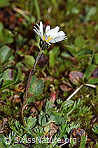 Gewöhnliche Alpenmargerite (Leucanthemopsis alpina) (F190040) Gewöhnliche Alpenmargerite (Leucanthemopsis alpina) (F190040)