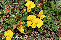 Alpen-Hornklee (Lotus alpinus) (F190047) Alpen-Hornklee (Lotus alpinus) (F190047)