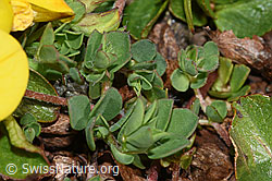 Alpen-Hornklee (Lotus alpinus) (F190048) Alpen-Hornklee (Lotus alpinus) (F190048)