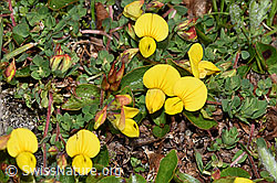 Alpen-Hornklee (Lotus alpinus) (F190049) Alpen-Hornklee (Lotus alpinus) (F190049)