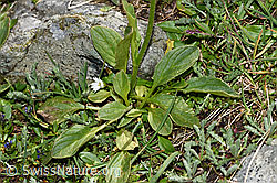 Foto: Clusius Gämswurz (Doronicum clusii)