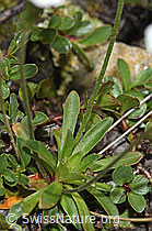Stumpfblättriger Mannsschild (Androsace obtusifolia) (F190140) Stumpfblättriger Mannsschild (Androsace obtusifolia) (F190140)