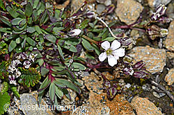 Kriechendes Gipskraut (Gypsophila repens) (F190241) Kriechendes Gipskraut (Gypsophila repens) (F190241)
