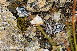 Thanatus coloradensis (Laufspinne) (08.08.2021, F190293)