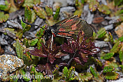 Alpen-Widderchen (Zygaena exulans) an Zwerg-Augentrost (Euphrasia minima) (F190304) Alpen-Widderchen (Zygaena exulans) an Zwerg-Augentrost (Euphrasia minima) (F190304)