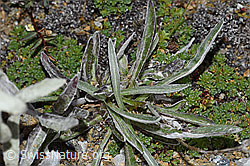 F190329: Edelweiss (Leontopodium alpinum)