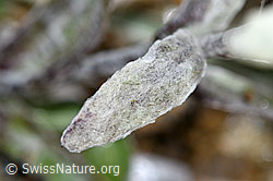 F190330: Edelweiss (Leontopodium alpinum)