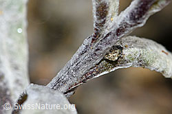 F190331: Edelweiss (Leontopodium alpinum)
