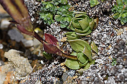 Schleichers Enzian (Gentiana schleicheri) (F190363) Schleichers Enzian (Gentiana schleicheri) (F190363)