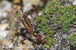 Schleichers Enzian (Gentiana schleicheri) (F190364) Schleichers Enzian (Gentiana schleicheri) (F190364)