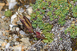 Schleichers Enzian (Gentiana schleicheri) (F190365) Schleichers Enzian (Gentiana schleicheri) (F190365)