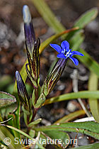 Schnee-Enzian (Gentiana nivalis) (08.08.2021, F190400)