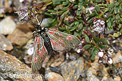Alpen-Widderchen (Zygaena exulans) an Kriechendem Gipskraut (Gypsophila repens) (F190414) Alpen-Widderchen (Zygaena exulans) an Kriechendem Gipskraut (Gypsophila repens) (F190414)