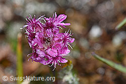 F190446: Alpen-Pechnelke (Silene suecica)