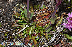 F190455: Alpen-Pechnelke (Silene suecica)