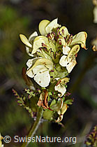 F190462: Knolliges Läusekraut (Pedicularis tuberosa)