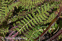 F190463: Knolliges Läusekraut (Pedicularis tuberosa)