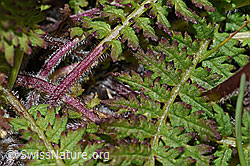 F190464: Knolliges Läusekraut (Pedicularis tuberosa)