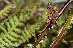 F190465: Knolliges Läusekraut (Pedicularis tuberosa)