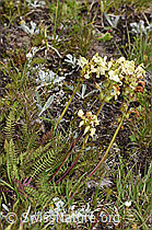 F190468: Knolliges Läusekraut (Pedicularis tuberosa)