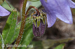 F190471: Bärtige Glockenblume (Campanula barbata)