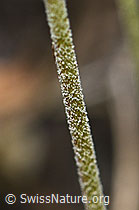 F190541: Stumpfblättriger Mannsschild (Androsace obtusifolia)