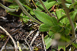 F190542: Stumpfblättriger Mannsschild (Androsace obtusifolia)