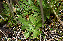 F190543: Stumpfblättriger Mannsschild (Androsace obtusifolia)