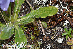 F190561: Bärtige Glockenblume (Campanula barbata)
