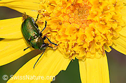 Grünblauer Fallkäfer (Cryptocephalus sericeus)