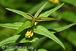 F190744: Wald-Wachtelweizen (Melampyrum sylvaticum)