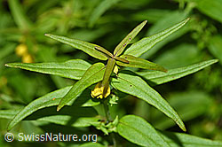 F190746: Wald-Wachtelweizen (Melampyrum sylvaticum)