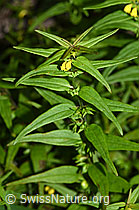 F190748: Wald-Wachtelweizen (Melampyrum sylvaticum)