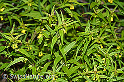 F190755: Wald-Wachtelweizen (Melampyrum sylvaticum)