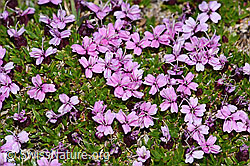 Kalk-Polsternelke (Silene acaulis) (F191523)