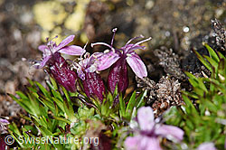Kalk-Polsternelke (Silene acaulis) (F191525)