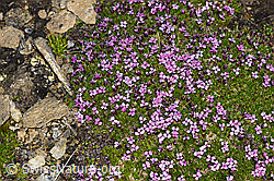 Kalk-Polsternelke (Silene acaulis) (F191527)