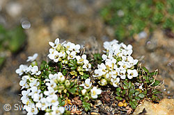Foto: Kurzstängelige Gämskresse (Pritzelago alpina ssp. brevicaulis)