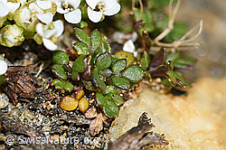 Foto: Kurzstängelige Gämskresse (Pritzelago alpina ssp. brevicaulis)