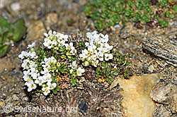 Foto: Kurzstängelige Gämskresse (Pritzelago alpina ssp. brevicaulis)